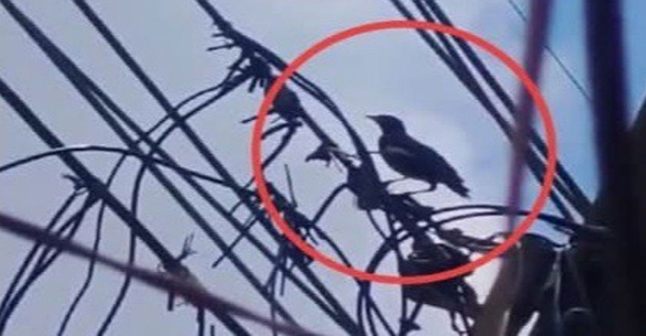 ভালুকায় ৪৪০ ভোল্টের তারে আটকা শালিক পাখি, ফায়ার সার্ভিসের সহায়তায় উদ্ধার