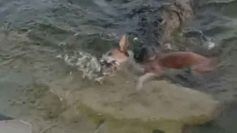 খানজাহান আলীর মাজারে কুমিরের শিকার কুকুর, মাথা পাঠানো হলো ঢাকায় পরীক্ষার জন্য