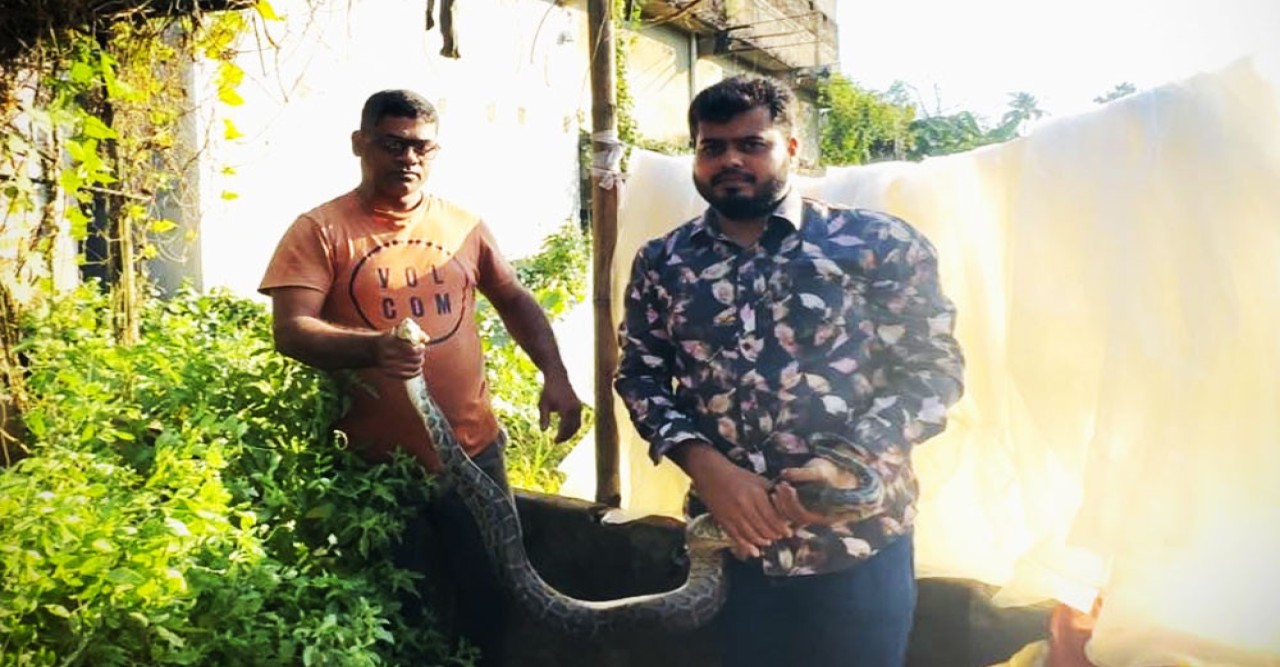 এক সপ্তাহে শ্রীমঙ্গলে ৫ অজগর উদ্ধার