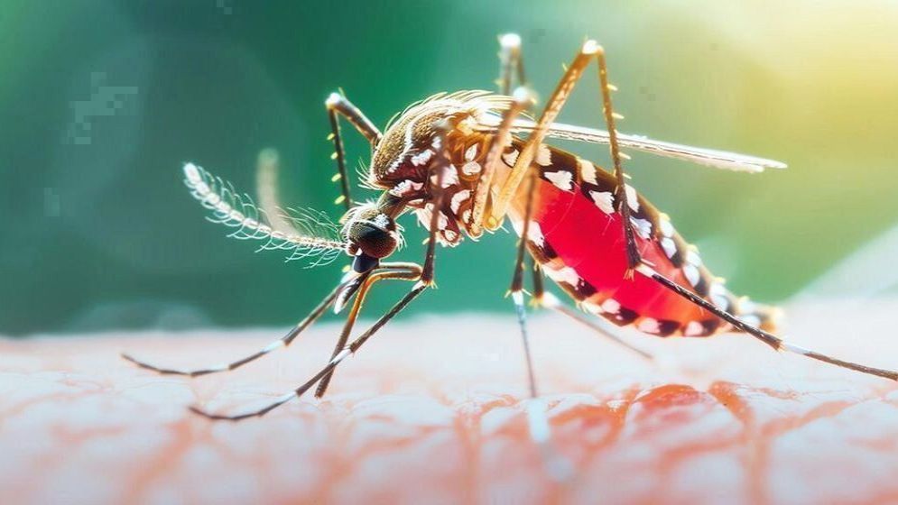 ডেঙ্গুতে ২৪ ঘণ্টায় ৬ মৃত্যু, হাসপাতালে ভর্তি ১ হাজার ৫৯৩
