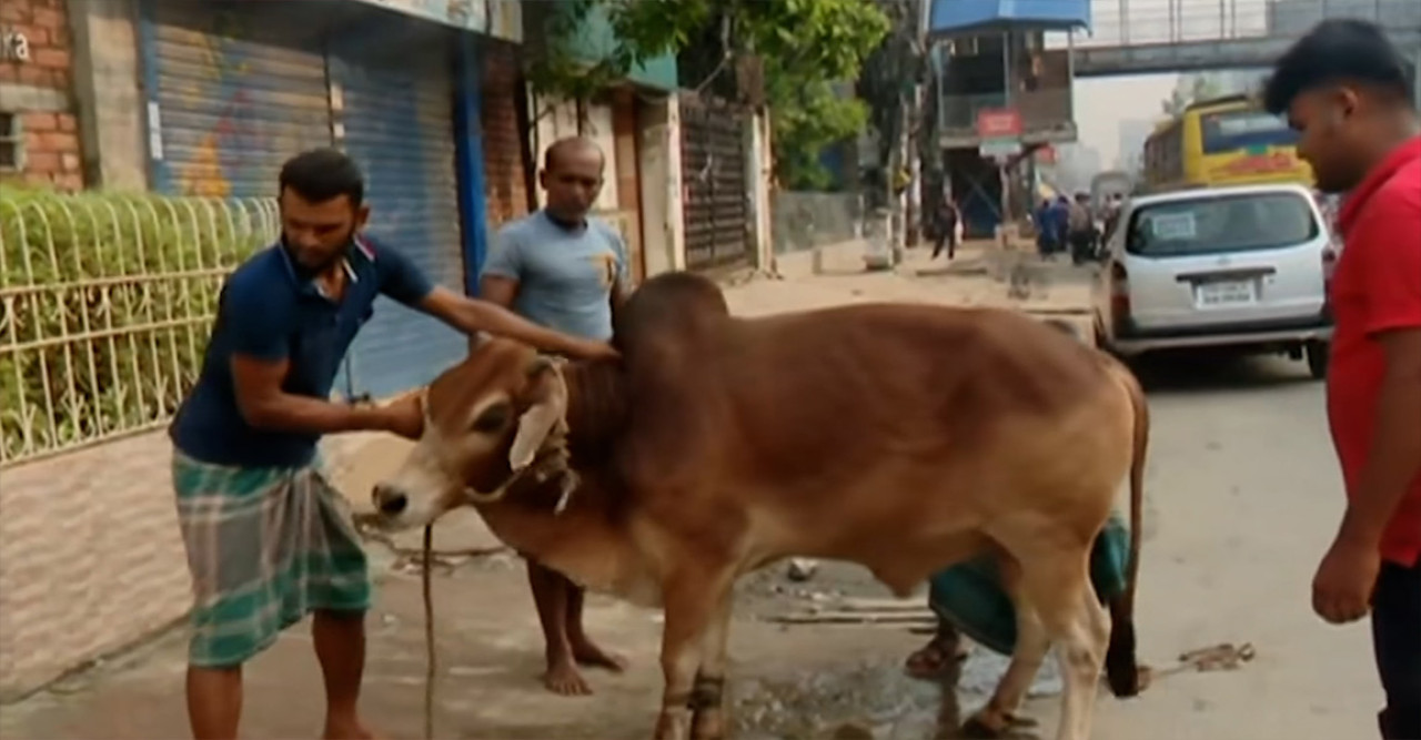 ঈদের দ্বিতীয় দিনেও পশু কোরবানি, বর্জ্য অপসারণে সিটি করপোরেশনের তৎপরতা