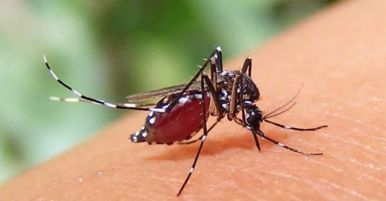 ২৪ ঘণ্টায় ডেঙ্গুতে হাসপাতালে ভর্তি ৩৫৬, মৃত্যুর খবর নেই