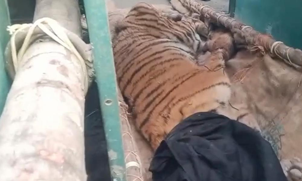 সুন্দরবনে পাতা ফাঁদে আটকা বাঘ উদ্ধার
