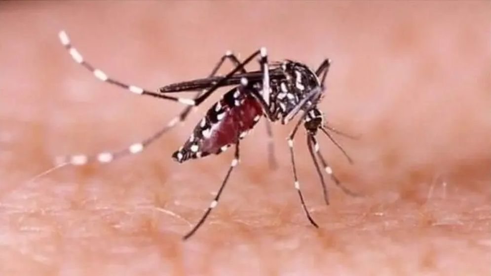 ডেঙ্গুতে ২৪ ঘণ্টায় ৬ মৃত্যু, হাসপাতালে ভর্তি ১ হাজার ৬০৮